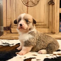 Boy 2 - Red male Pembroke Welsh Corgi puppy in Johnson City, Texas from McCall Creek Corgis