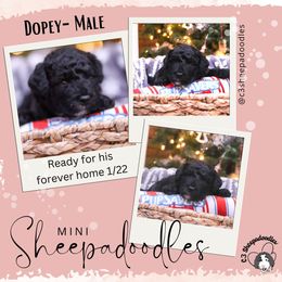 Dopey - Black and white Sheepadoodle puppy in Bloomfield, New Jersey from C3 Sheepadoodles
