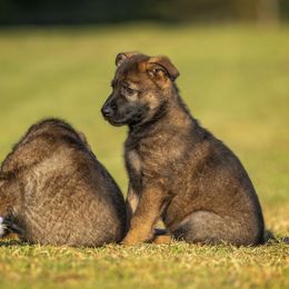 German Shepherd Puppies from Sommerfeld German Shepherds