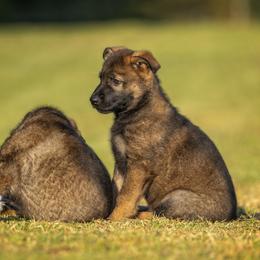German Shepherd Puppies from Sommerfeld German Shepherds