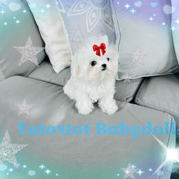 Maltese and Yorkshire Terrier Puppies from tatortot pup