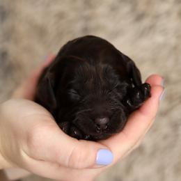Blue - Chocolate male Australian Labradoodle puppy in Williamstown, New York from Lewis Manor Labradoodles