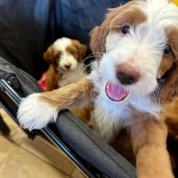 Goldendoodle Puppies from Halo Doodles