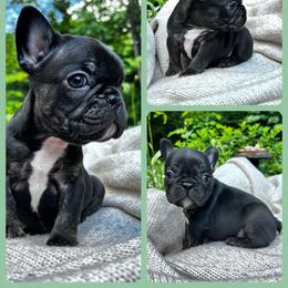 Brindle boy - Tricolors male French Bulldog puppy in Howell, Michigan from Jessicah's Frenchies Michigan's French Bulldog Breeder