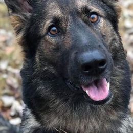 German Shepherds from Von Coley Haus