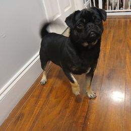 Roxy - Pug