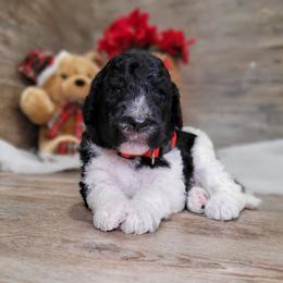 Rocky - Black male Goldendoodle puppy in Woodburn, Indiana from DNLS Doodle Puppies