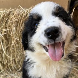 Australian Shepherd Puppies from Heritage Creek Preservation Farm