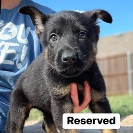 Girl 4 - Black and tan German Shepherd puppy in Wilmer, Texas from Babin K9
