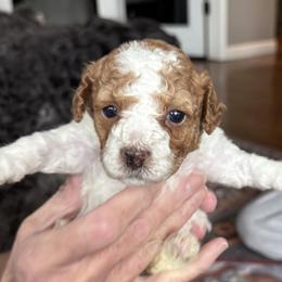 Poodle Puppies from Cedar Falls Toy Poodles