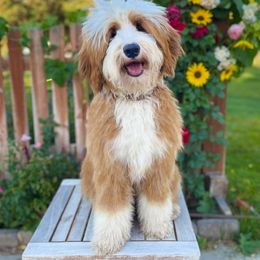 Honeysuckle - Bernedoodle