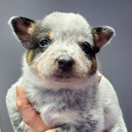 Partial full mask standard blue - Blue mottled female Australian Cattle Dog puppy in Lenoir, North Carolina from Blue Coyote Ranch