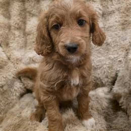 Trapper - Merle male Goldendoodle puppy in Churchill County Fallon, Nevada from Card Family Ranch