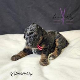 Elderberry - Black and tan female Cockapoo puppy in Mancelona, Michigan from Lavender poodles & doodles