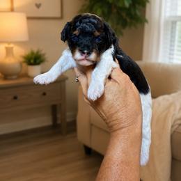 Leia - Parti female Poodle puppy in Sperry, Oklahoma from PuppyLove Poodles