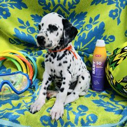 Orange (LUA) - White and black male Dalmatian puppy in Westhoff, Texas from Smart Dalmatians