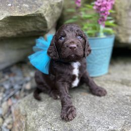 Karson - Brown male Springerdoodle puppy in Lisbon, Ohio from Willow Lane Doodles