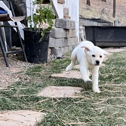 Labrador Retriever and Pembroke Welsh Corgi Puppies from Burress Family Farm and Kennels