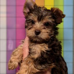 Gia - Chocolate and tan female Yorkshire Terrier puppy in Gatesville, Texas from KontryKritterz Yorkies