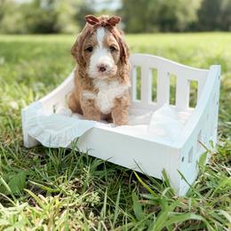 Luckie - Apricot female Goldendoodle puppy in Ooltewah, Tennessee from Allison Family Doodles