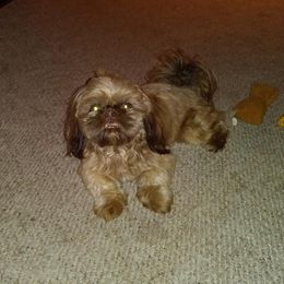 Carter - Shih Tzu