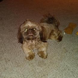 Carter - Shih Tzu