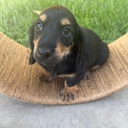 Longhair black and tan male ready Oct 15 - Black and tan male Dachshund puppy in Manteca, California from Sweet and Low Dachshunds
