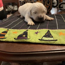 Golden Retriever Puppies from Tupelo Honey Farm's Golden Retrievers