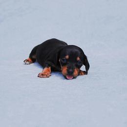 AKC Trixie - Black and tan female Dachshund puppy in Billings, Missouri from Bundles of Joy