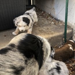 Miniature Australian Shepherd Puppies from Boulder Mini Aussies