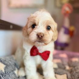 Pugsley - with training - Buff and white male Cockapoo puppy in Boonville, North Carolina from Doods & Dolls