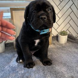 Cane Corso Puppies from Bellissima Cala Cane Corso