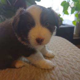 Tundra (Red boy) - Red tri-color male Miniature American Shepherd puppy in Griswold, Connecticut from Flatrock's Mini American Shepherd's
