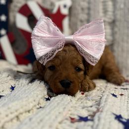 Yellow Girl - Red  female Goldendoodle puppy in Colorado Springs, Colorado from Simply Mini Goldendoodles