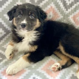Australian Shepherd Puppies from Jo’s Aussies