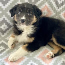 Australian Shepherd Puppies from Jo’s Aussies