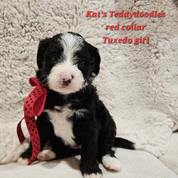 Girl 1 - Black and white female Bernedoodle puppy in Schertz, Texas from Kat's Teddydoodles