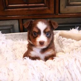 Amber - Red tri female Toy Australian Shepherd puppy in Albia, Iowa from J Bar M Toy and Mini Aussies