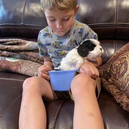 Cavalier King Charles Spaniel Puppies from Fairwyn Farm Cavalier King Charles Spaniels