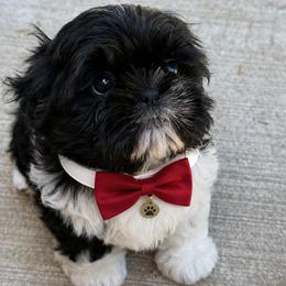 Birch - Black and white male Shih Tzu puppy in Montgomery, Texas from Furbourne Farm