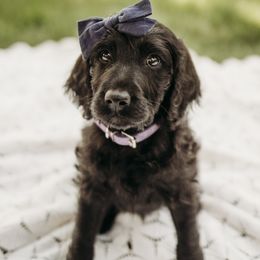 Mae - Black female Labradoodle puppy in Orange, Virginia from Hillcrest Labradoodles