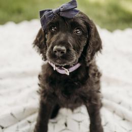 Mae - Black female Labradoodle puppy in Orange, Virginia from Hillcrest Labradoodles