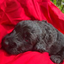 Roja - Black female Goldendoodle puppy in Willits, California from Big Island Goldendoodles