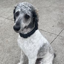 Copper - Parti male Poodle puppy in Clarksville, Iowa from Iowa Heartland Doodles