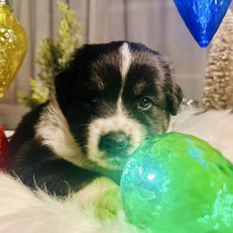 Blossom - Black tri female Miniature Australian Shepherd puppy in Wauchula, Florida from Sun & Moon Aussies