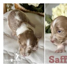 Saffron - Fawn (isabella) and tan female Dachshund puppy in Kemp, Texas from Koli Acres