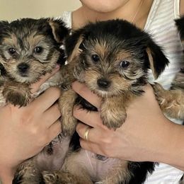 Yorkshire Terriers from Houstonyorkies