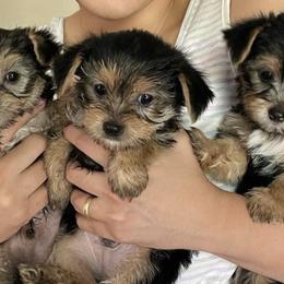 Yorkshire Terriers from Houstonyorkies