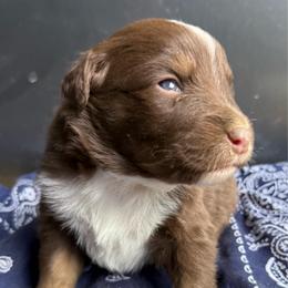 Flame - Red tri-color male Australian Shepherd puppy in Stanford, Kentucky from Red Feather Aussies