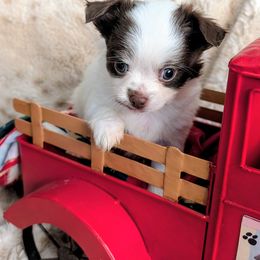 Sassy - Chocolate and white female Chihuahua puppy in Leominster, Massachusetts from House of Lil  Paw